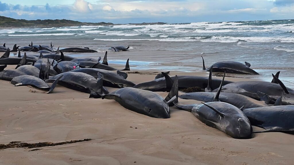 Australia begins euthanising stranded whales