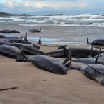 Australia begins euthanising stranded whales