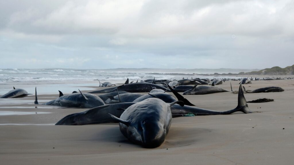 ‘I think it’s too late’: More than 150 whales stranded in Tasmania