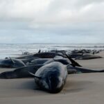 ‘I think it’s too late’: More than 150 whales stranded in Tasmania