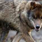 Bring back wolves to Scotland to reach net zero, says controversial research