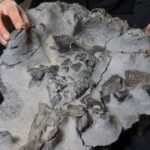 Jurassic dinosaur fossil found in Scotland in 1973 finally extracted from base of cliff