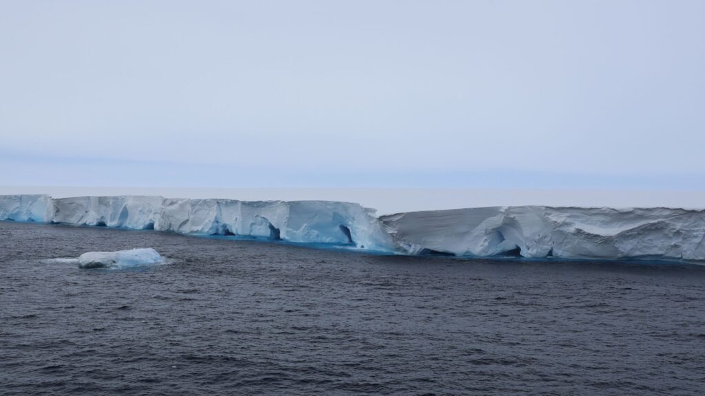 World’s largest iceberg runs aground, putting these sea animals under threat